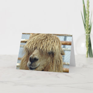 Alpaca Karte