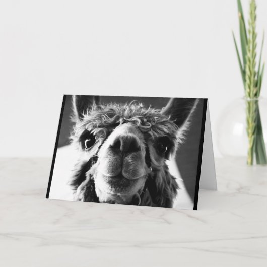 Alpaca Karte (Vorderseite)
