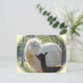 Alpaca Kisses Postcard Postkarte (Stehend Vorderseite)