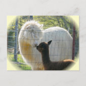 Alpaca Kisses Postcard Postkarte (Vorderseite)