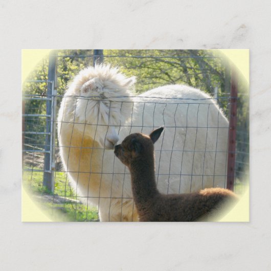 Alpaca Kisses Postcard Postkarte (Vorderseite)