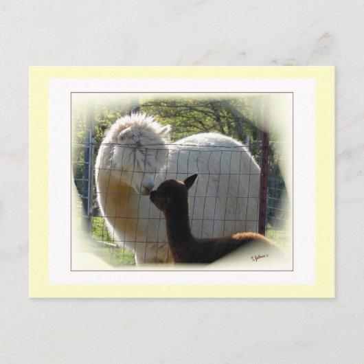 Alpaca Kisses Postcard Postkarte (Vorderseite)