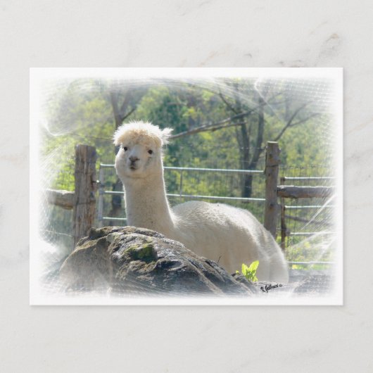 Alpaca Lace Postcard Postkarte (Vorderseite)