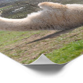 Alpaca-Lama-Lustübung motivierend Poster (Ecke)