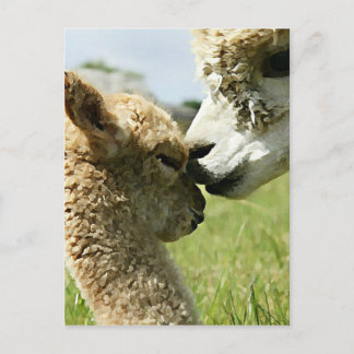 Alpaca-Liebe Postkarte