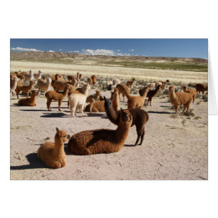 Alpaca Llama Herd Andes - Karte