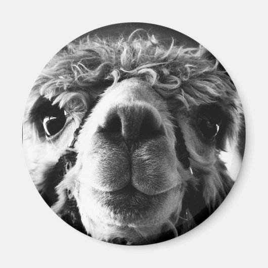Alpaca Magnet (Vorne)