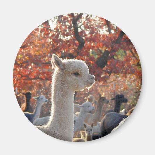 Alpaca Magnet (Vorne)