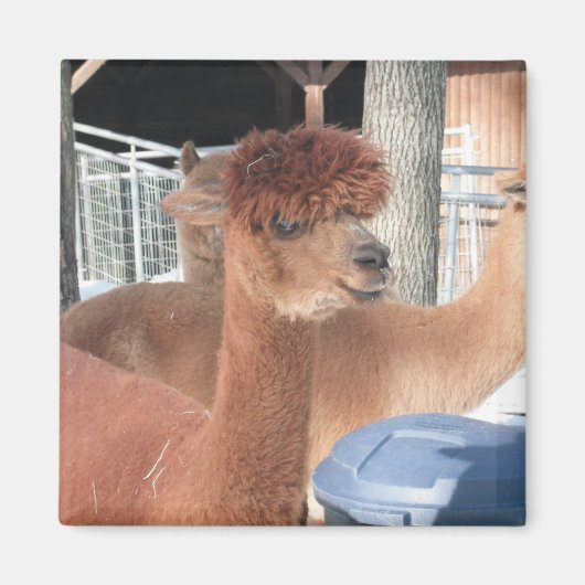 Alpaca Magnet (Vorne)