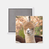 Alpaca Magnet Belle (Vorderseite/Rückseite)