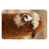 Alpaca-Magnet Magnet (Horizontal)