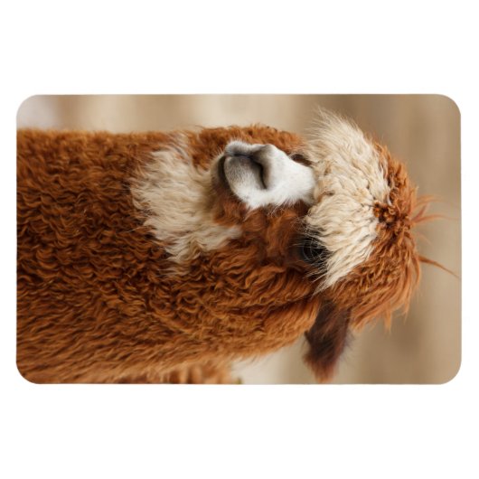 Alpaca-Magnet Magnet (Horizontal)