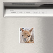 Alpaca-Magnet Magnet (In Situ (Geschirrspüler))