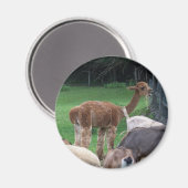 Alpaca-Magnet Magnet (Vorderseite/Rückseite)
