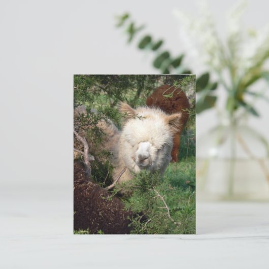 Alpaca Magnet Postkarte (Stehend Vorderseite)