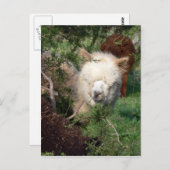 Alpaca Magnet Postkarte (Vorne/Hinten)