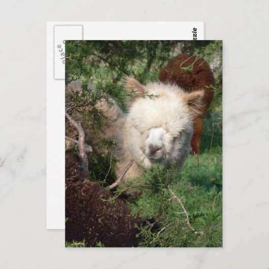 Alpaca Magnet Postkarte (Vorne/Hinten)