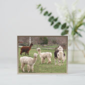 Alpaca Melange Kalender ~ Postkarte (Stehend Vorderseite)