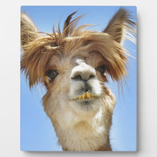 Alpaca mit Crazy Hair Fotoplatte