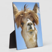 Alpaca mit Crazy Hair Fotoplatte (Seite)