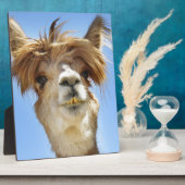 Alpaca mit Crazy Hair Fotoplatte (Seite)