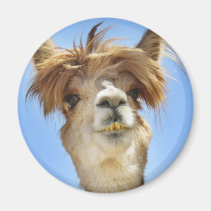 Alpaca mit Crazy Hair Magnet