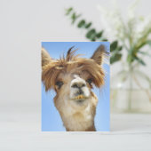 Alpaca mit Crazy Hair Postkarte (Stehend Vorderseite)