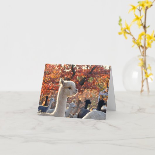 Alpaca Mitteilungskarten Elisabetta (Gelbe Blume)