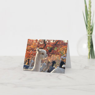 Alpaca Mitteilungskarten Elisabetta