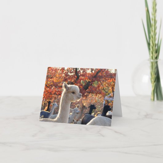 Alpaca Mitteilungskarten Elisabetta (Vorderseite)