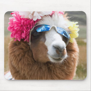 Alpaca, Pachacoto, Cordillera Blanca, Ancash Mousepad