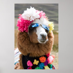 Alpaca, Pachacoto, Cordillera Blanca, Ancash Poster
