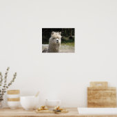 Alpaca, Parque Llaviucu, Ecuador Poster (Küche)