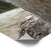Alpaca, Parque Llaviucu, Ecuador Poster (Ecke)