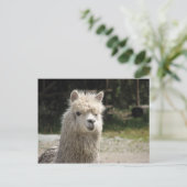 Alpaca, Parque Llaviucu, Ecuador Postkarte (Stehend Vorderseite)