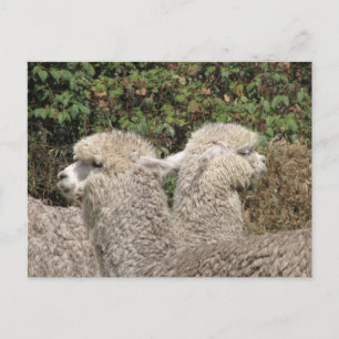 Alpaca, Parque Llaviucu, Ecuador Postkarte
