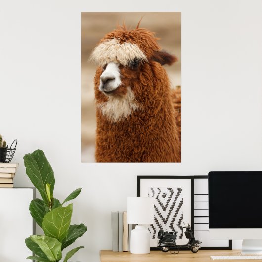 Alpaca-Plakat Poster (Heimbüro)