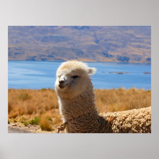 Alpaca-Plakat Poster (Vorne)