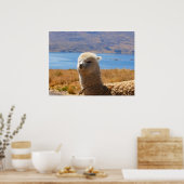 Alpaca-Plakat Poster (Küche)