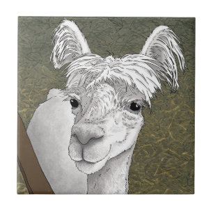 Alpaca Portrait 2 Fliese