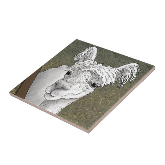 Alpaca Portrait 2 Fliese (Seite)