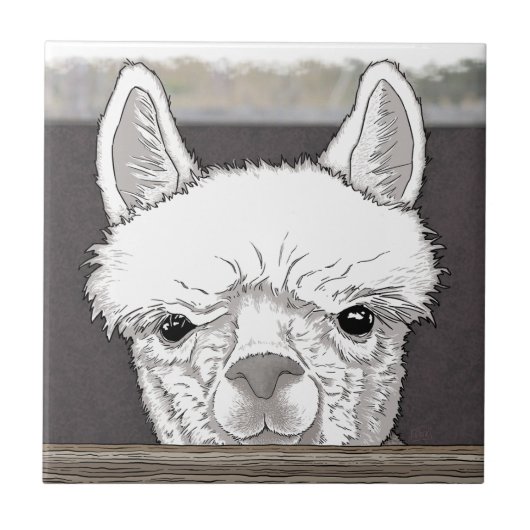 Alpaca Portrait Fliese (Vorderseite)