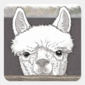 Alpaca Portrait Quadratischer Aufkleber (Vorderseite)