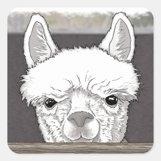 Alpaca Portrait Quadratischer Aufkleber (Vorderseite)