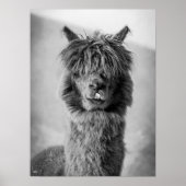 Alpaca Portrait Schwarz-Weiß Poster (Vorne)
