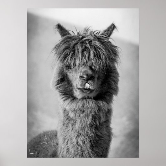 Alpaca Portrait Schwarz-Weiß Poster (Vorne)