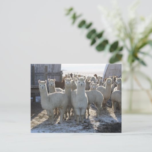 Alpaca Post Card Postkarte (Stehend Vorderseite)