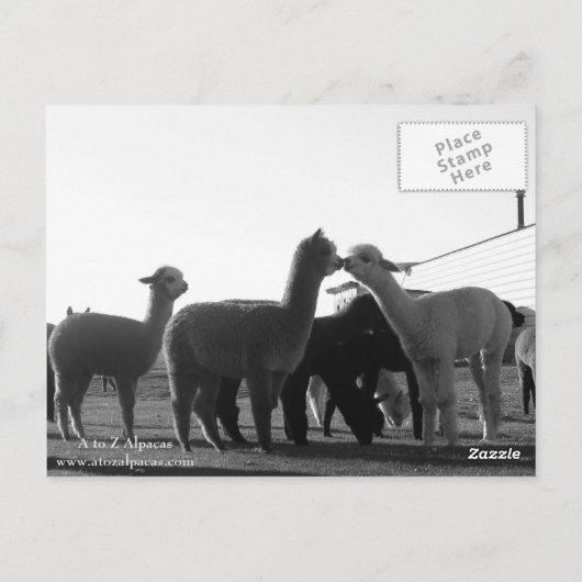 Alpaca Post Card Postkarte (Rückseite)