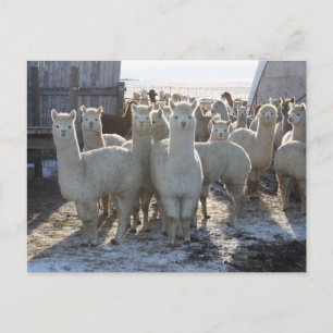 Alpaca Post Card Postkarte