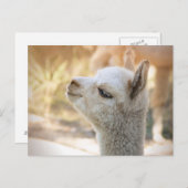 Alpaca Postcard Celeste Postkarte (Vorne/Hinten)